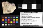 Foto (Objket + Etiketten) von Cracensigillatus sp. 